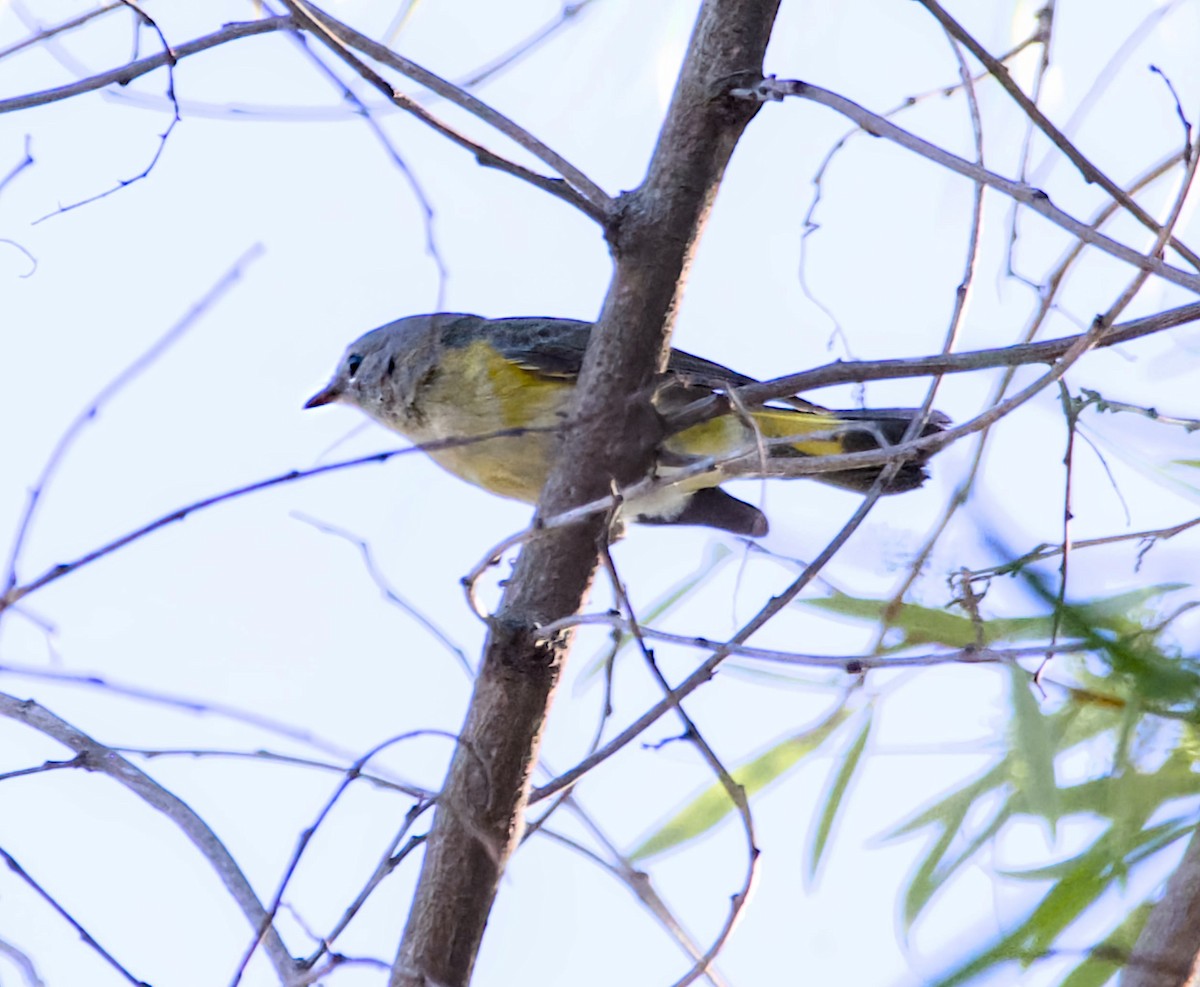 סבכון חכלילי - ML647821850