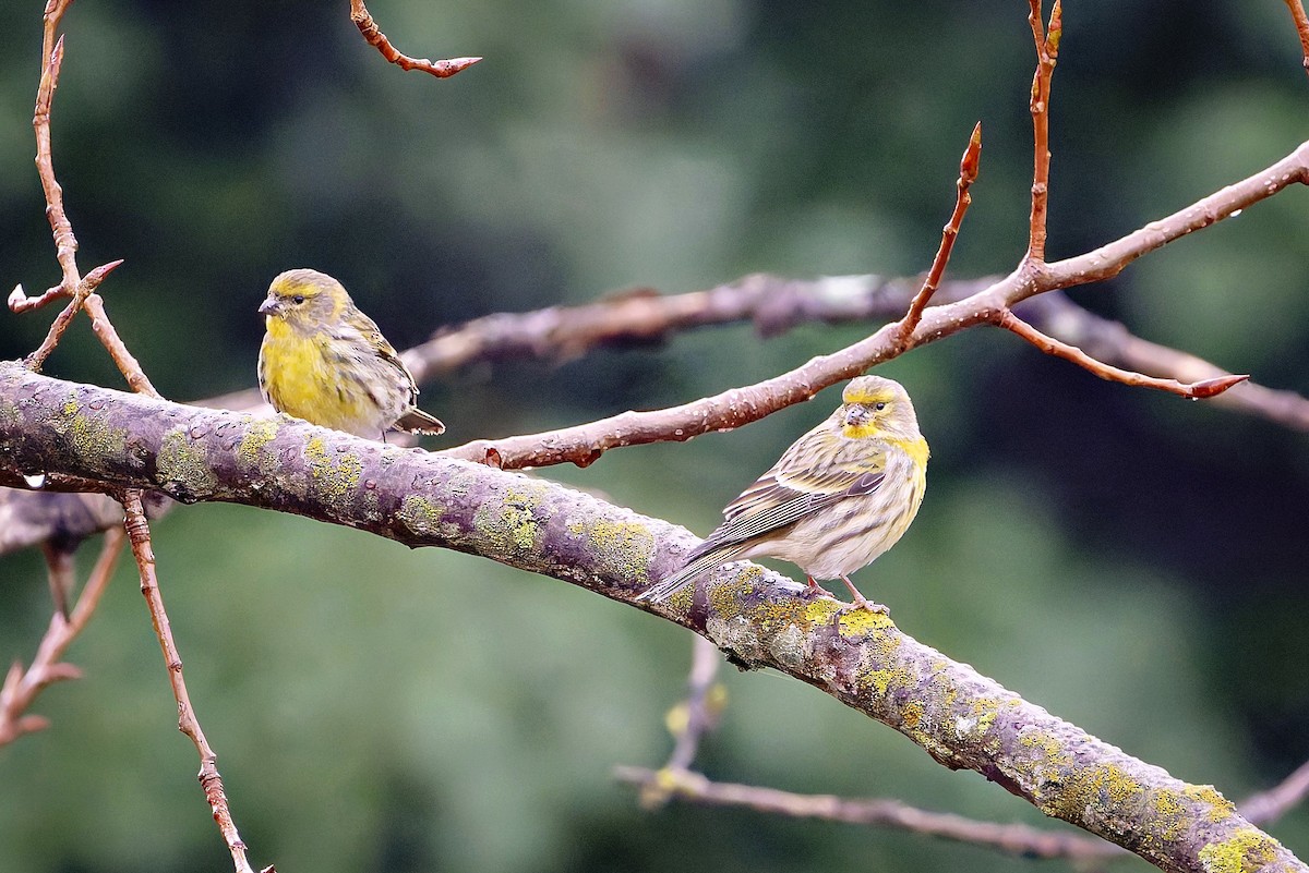 European Serin - ML647821863