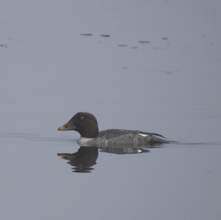 Гоголь зеленоголовий - ML647821882