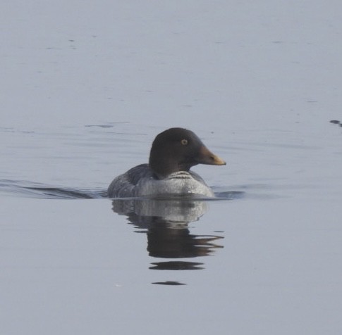 Гоголь зеленоголовий - ML647821883