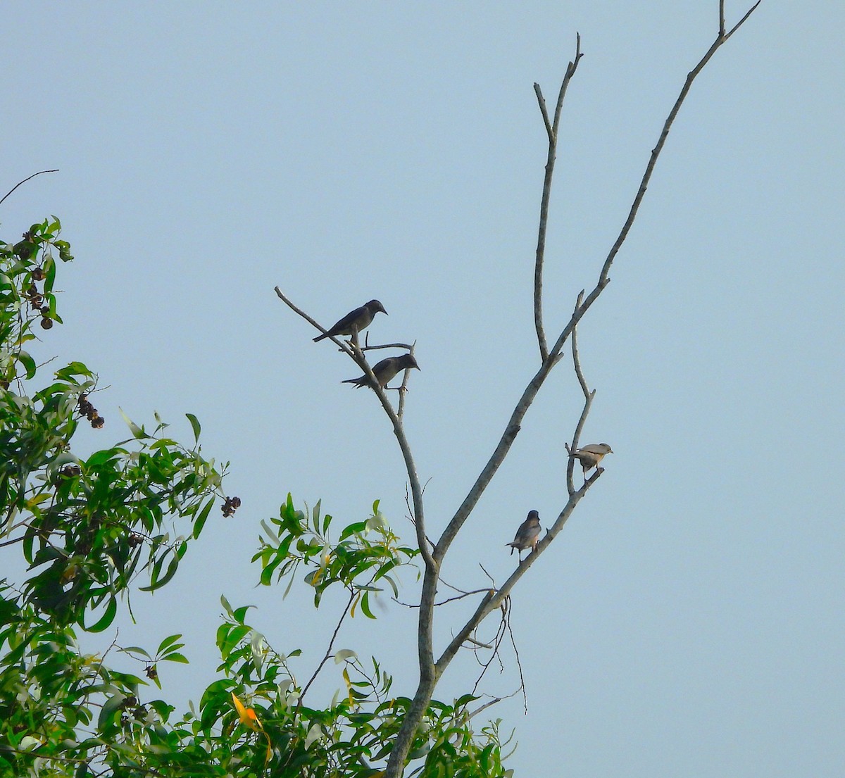 Rosy Starling - ML647821927