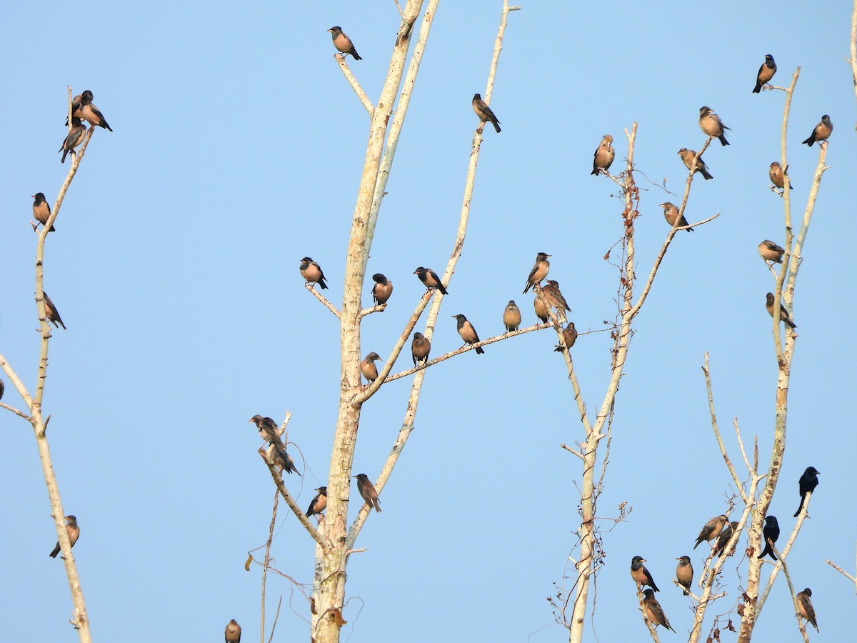 Rosy Starling - ML647821928