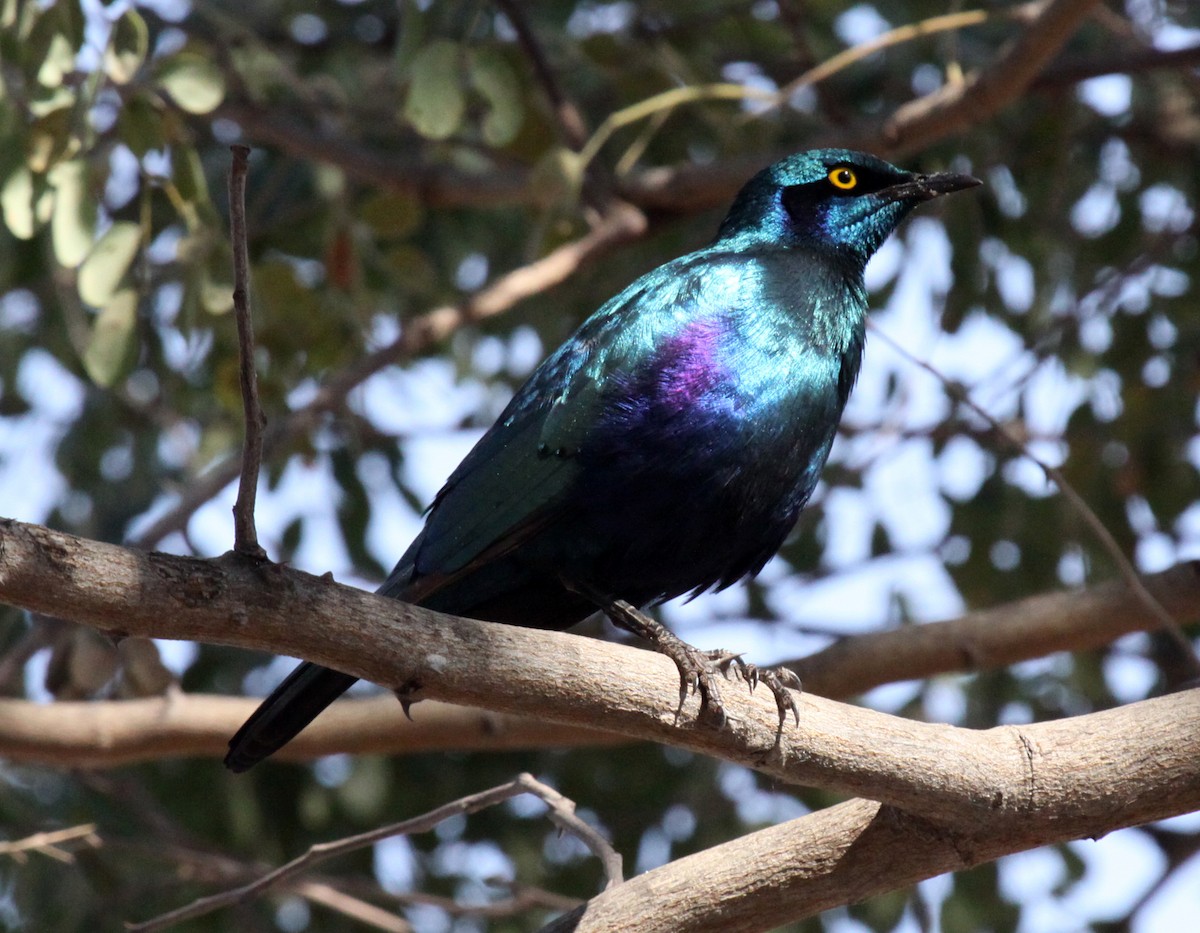 Greater Blue-eared Starling - ML647821960