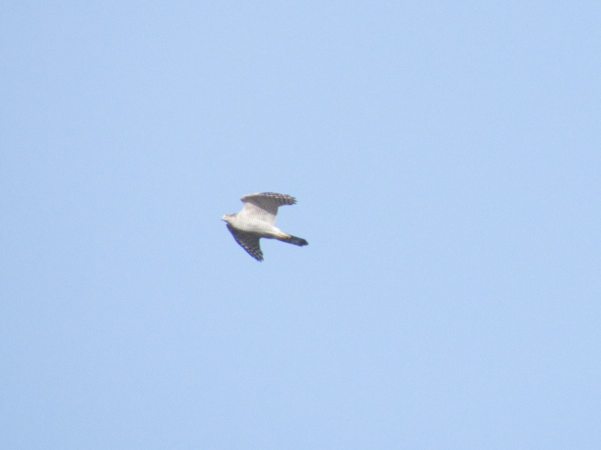 Яструб великий - ML647821977