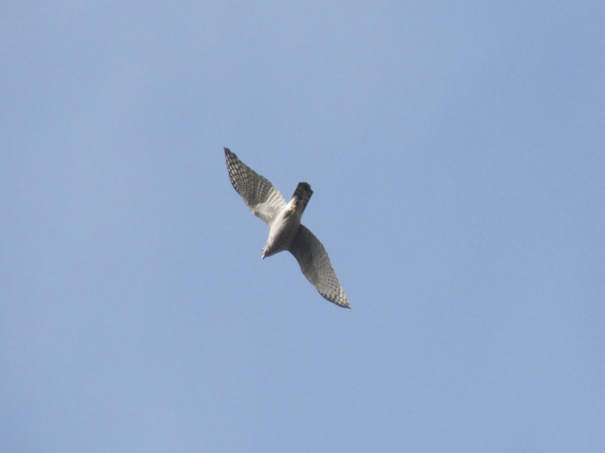 Яструб великий - ML647821979