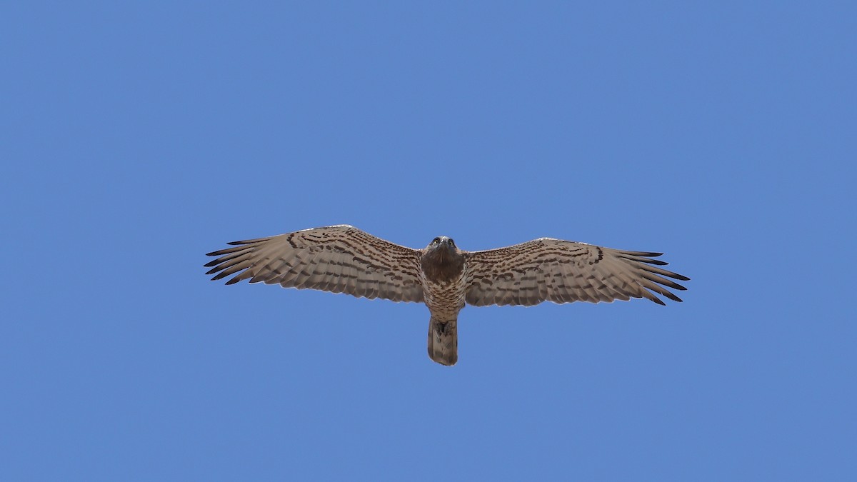 orlík krátkoprstý - ML647821980