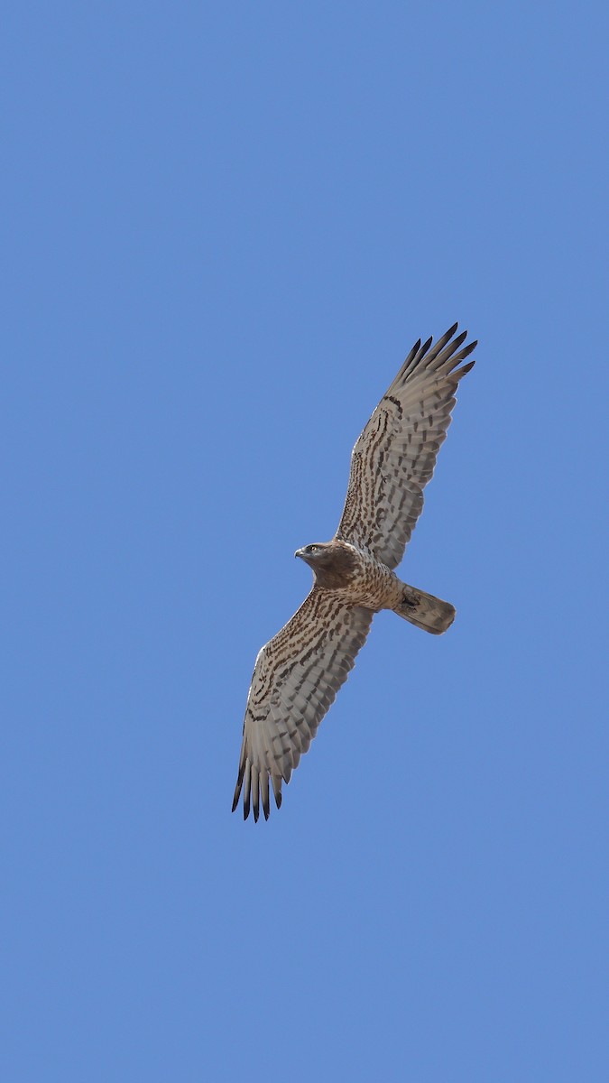 orlík krátkoprstý - ML647821981