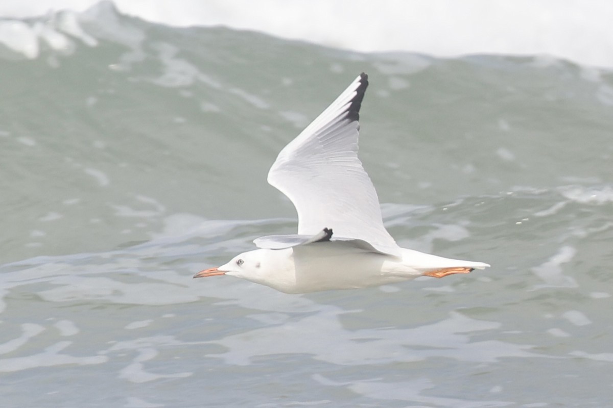 Морской голубок - ML647822003