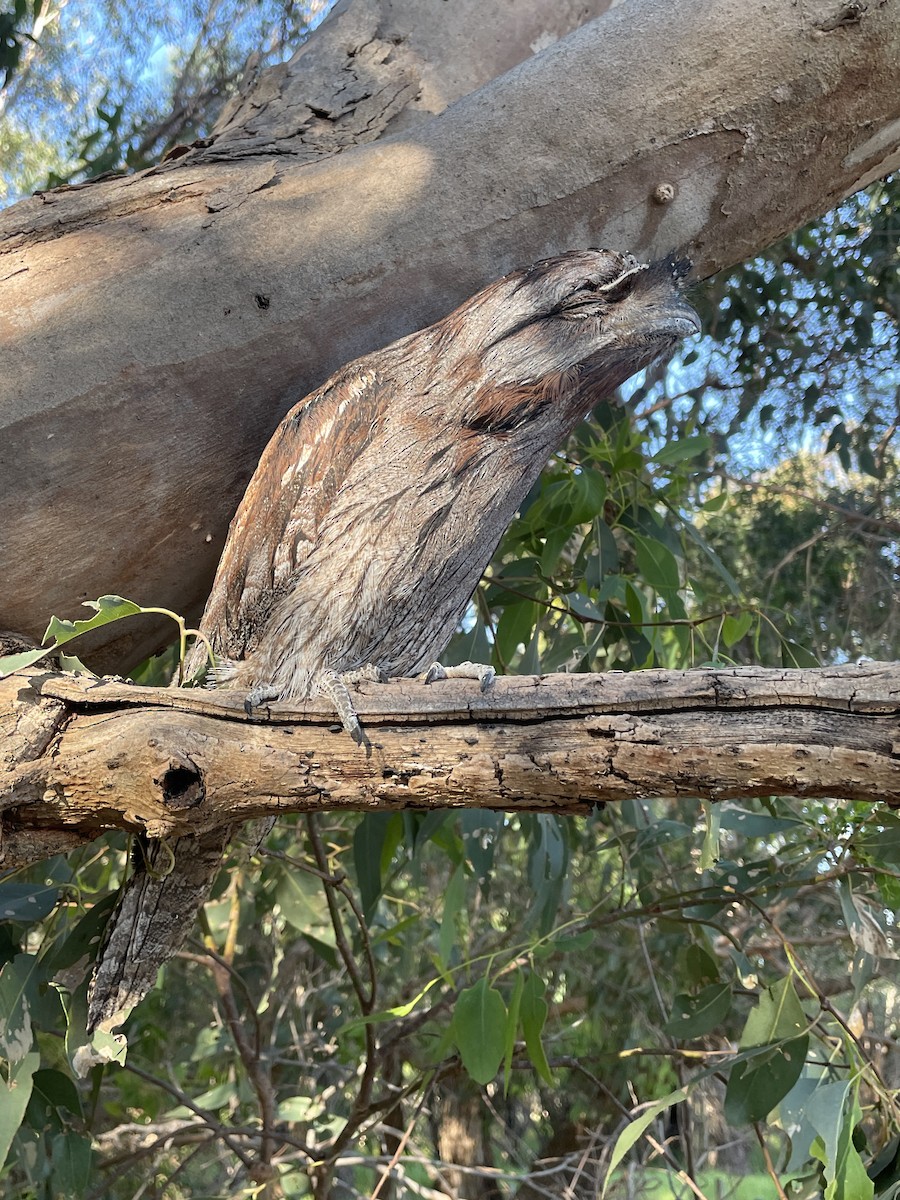 Tawny Frogmouth - ML647822034