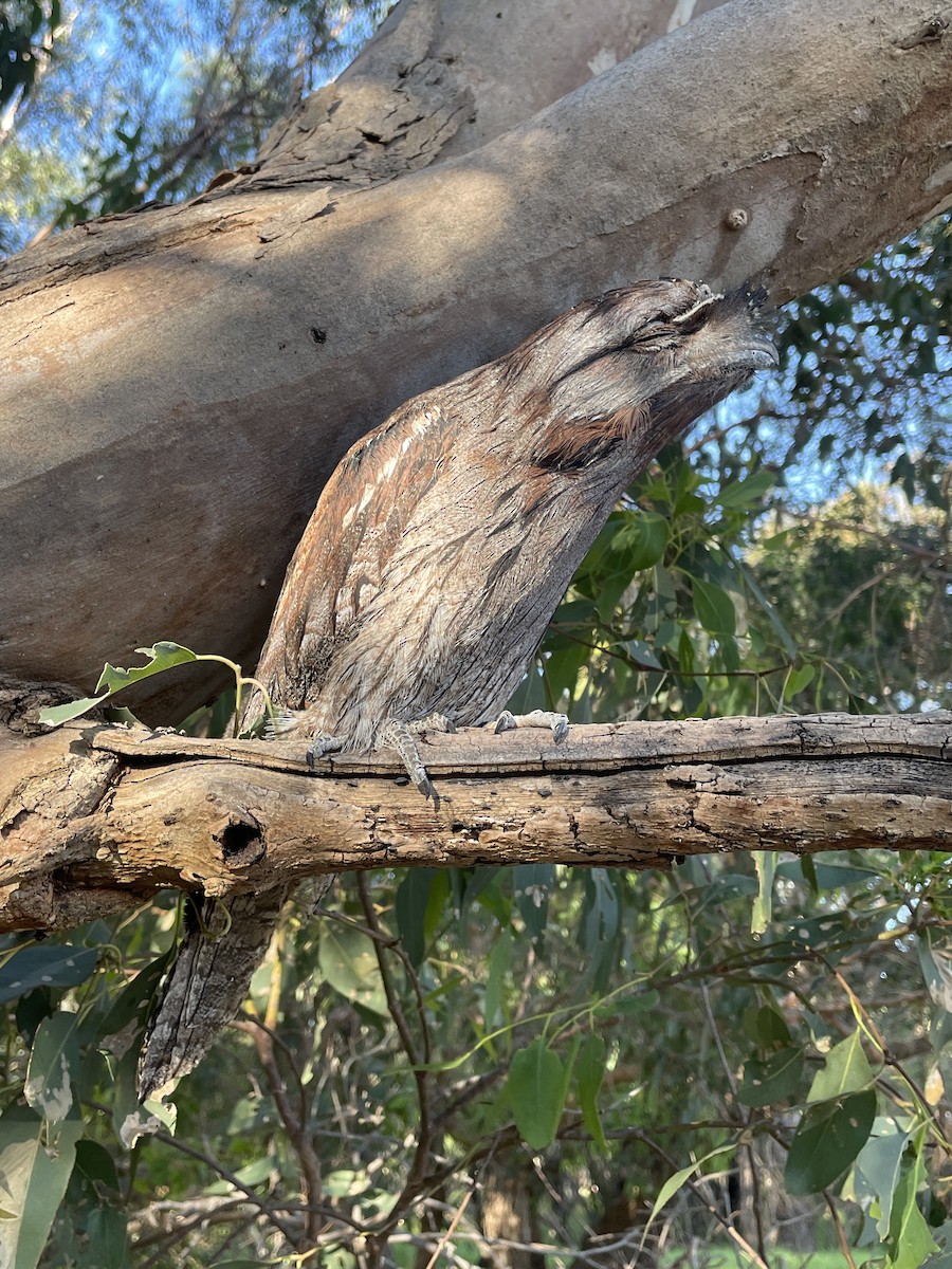 Tawny Frogmouth - ML647822035