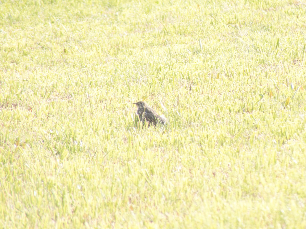 Дрізд-омелюх - ML647822044