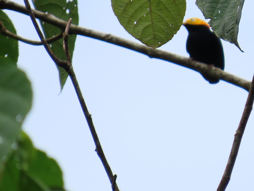 Манакін золотоголовий - ML647822045