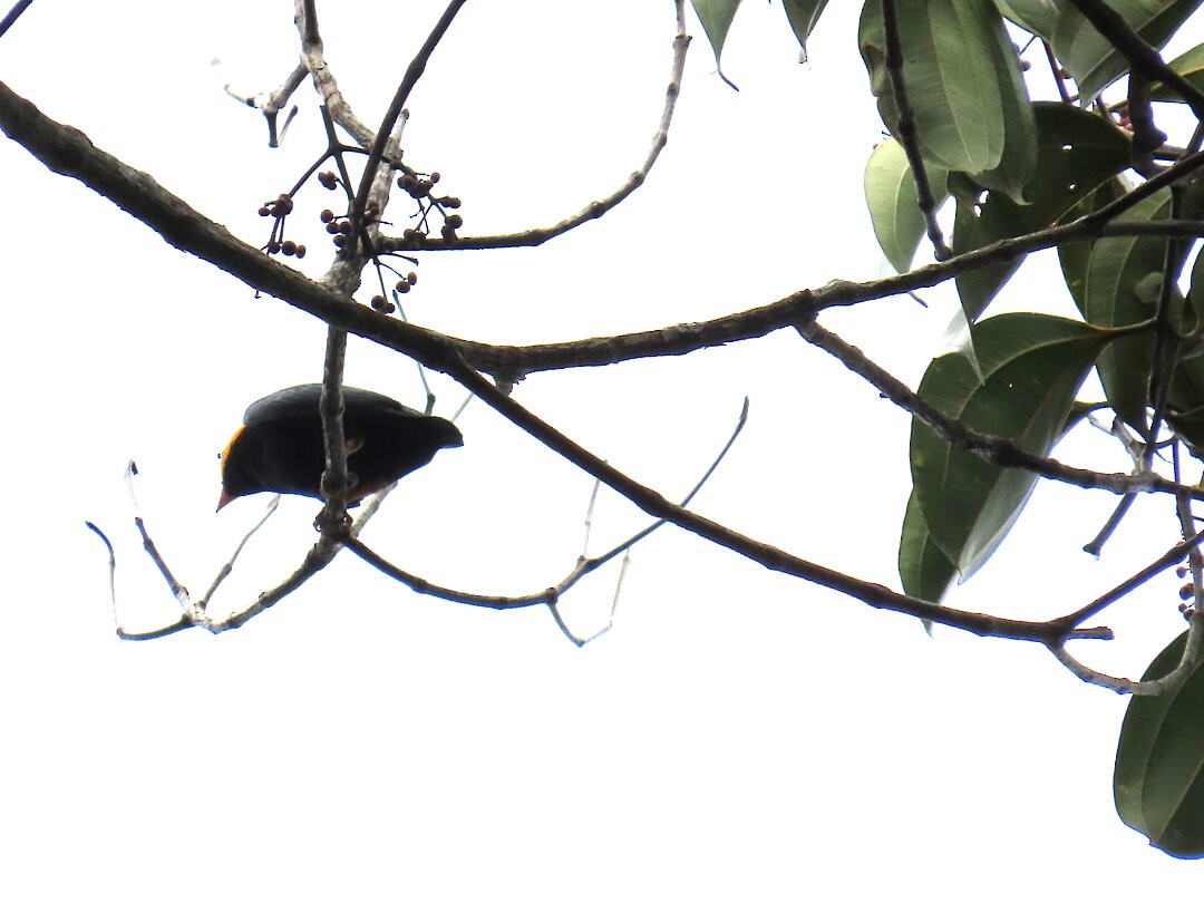 Манакін золотоголовий - ML647822046