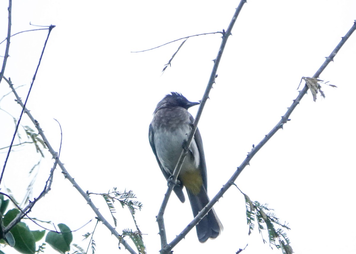 Бюльбюль темноголовий [група tricolor] - ML647822049