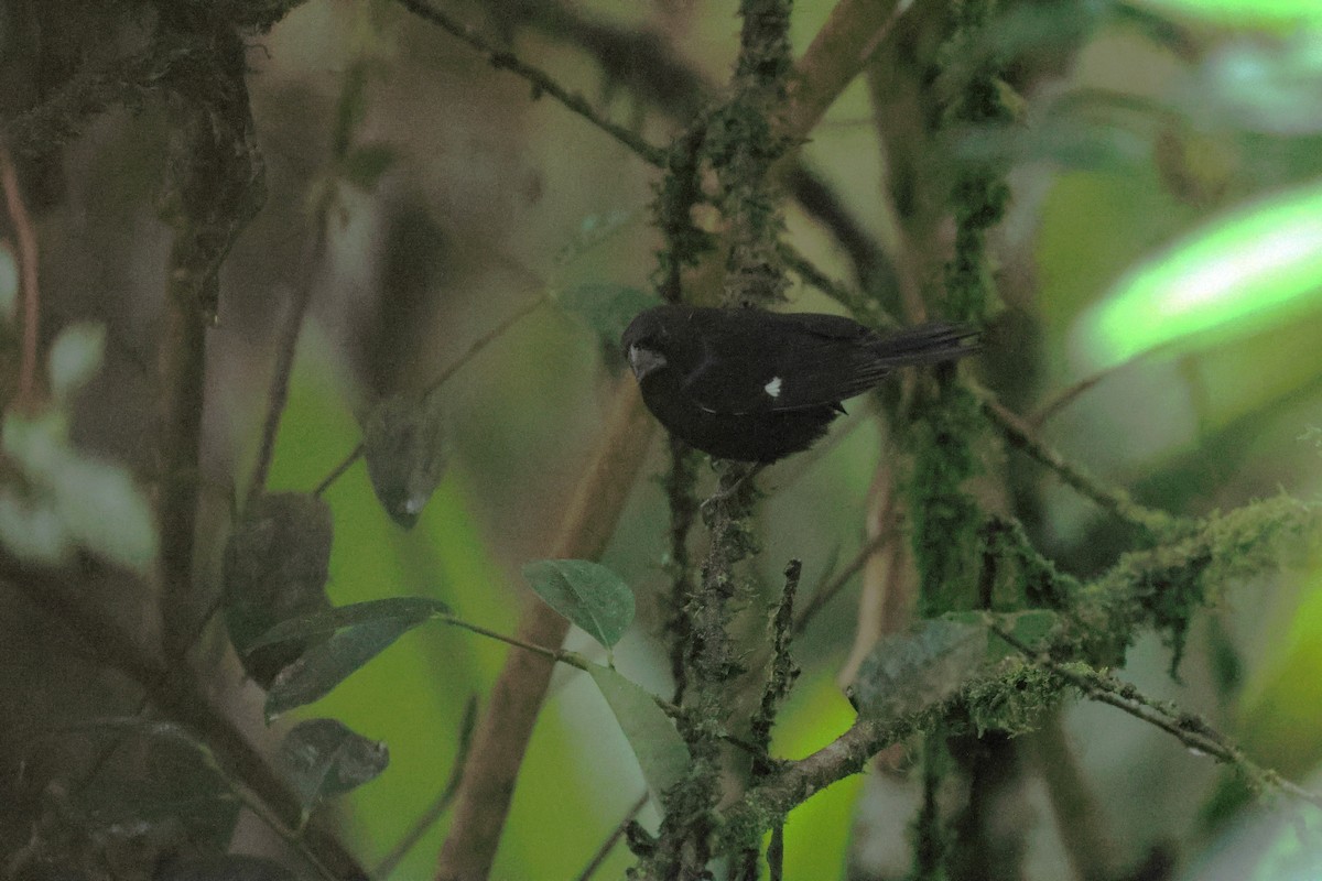 Якарина - ML647822054