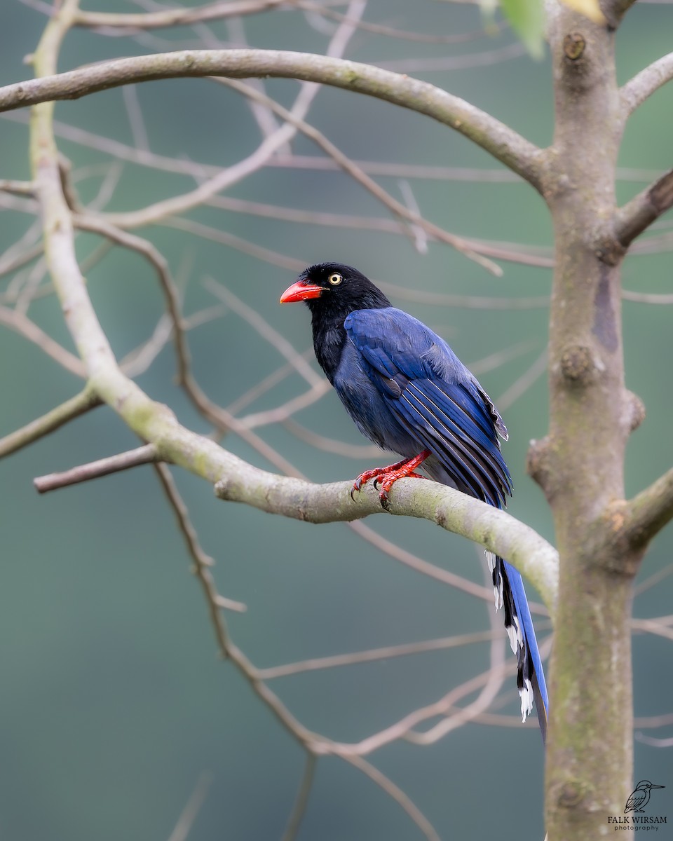 Кіта тайваньська - ML647822055