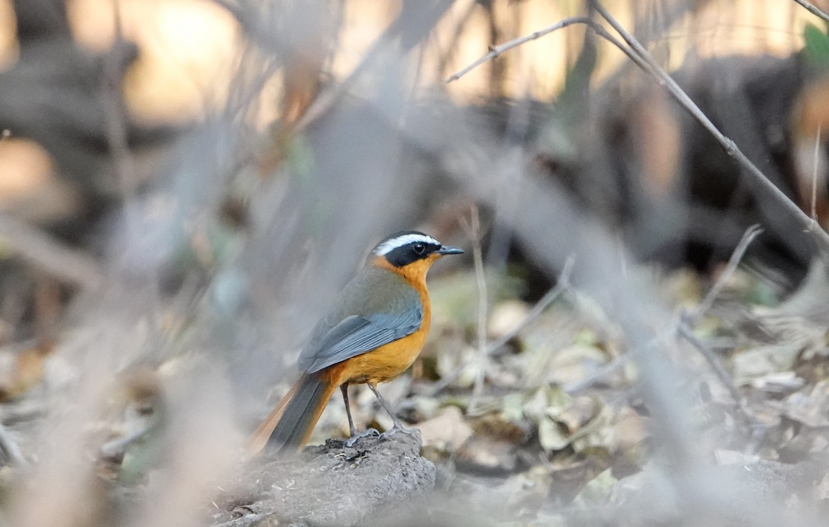 Золотокіс білобровий - ML647822056