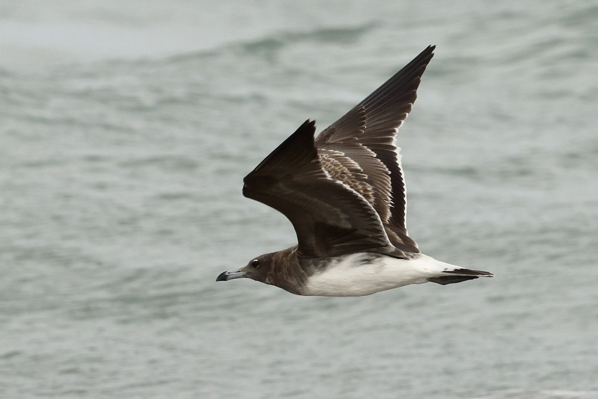 Мартин аденський - ML647822057