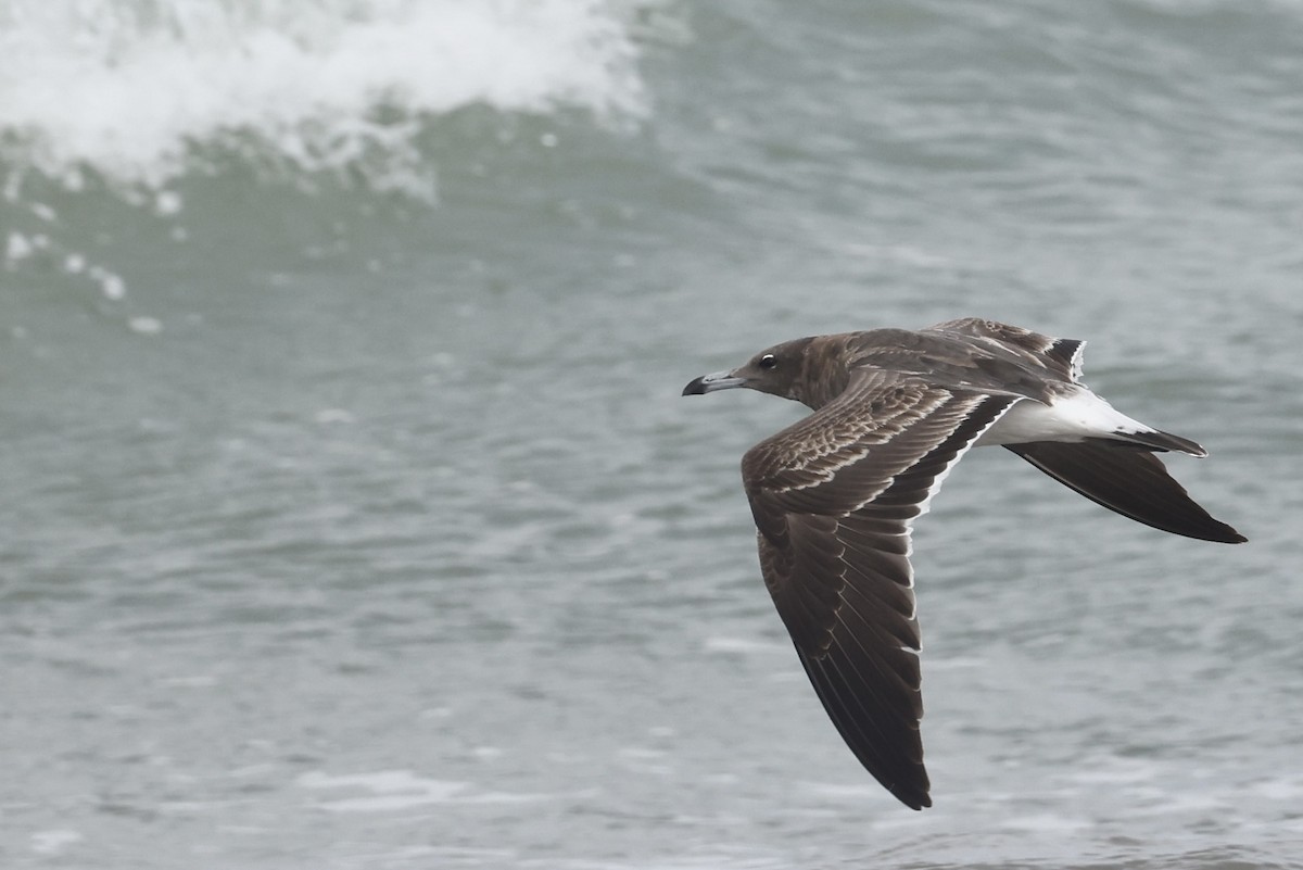 Мартин аденський - ML647822058