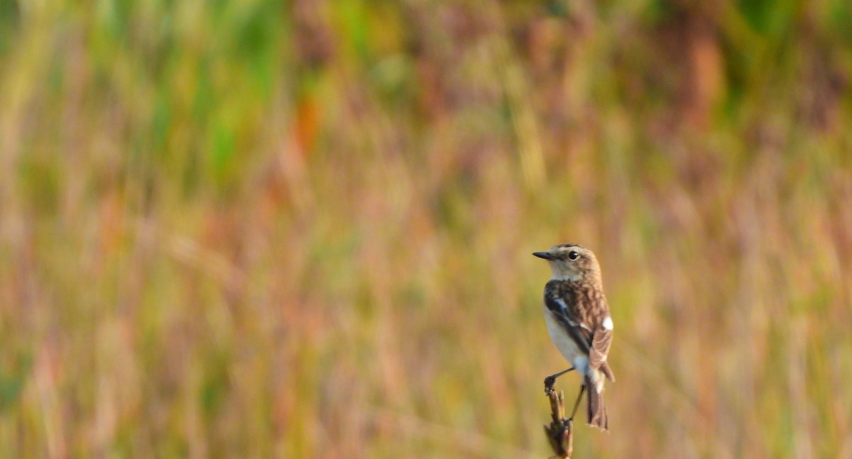 Трав'янка білошия - ML647822059