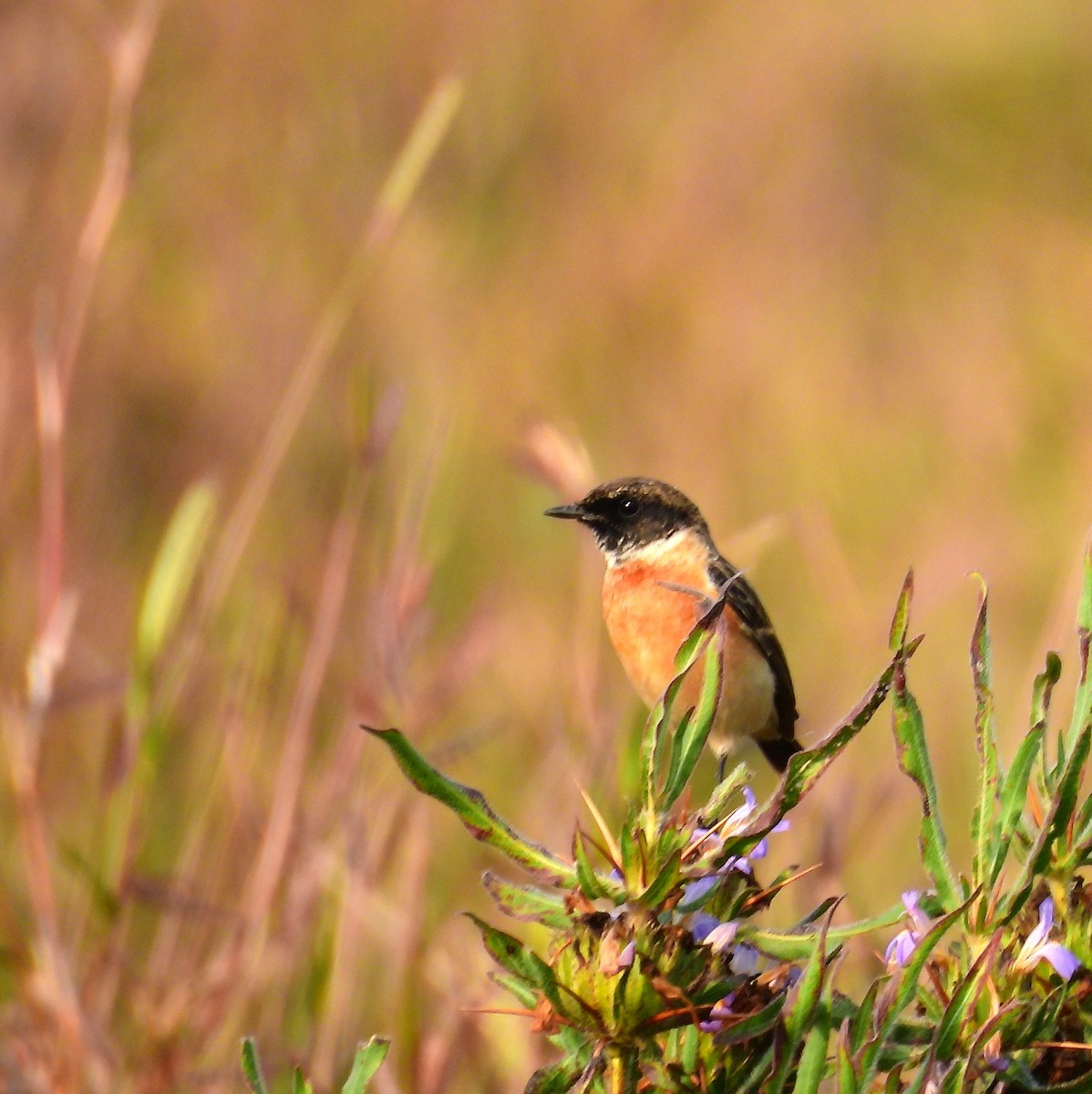 Трав'янка білошия - ML647822060
