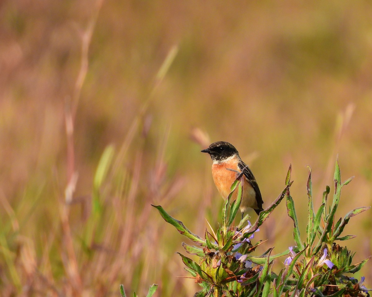 Трав'янка білошия - ML647822061