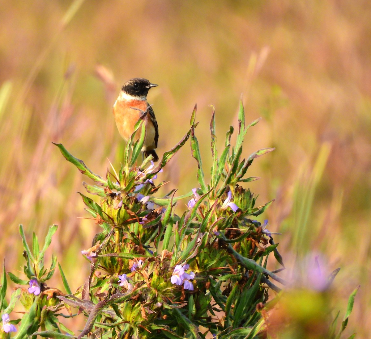 Трав'янка білошия - ML647822062