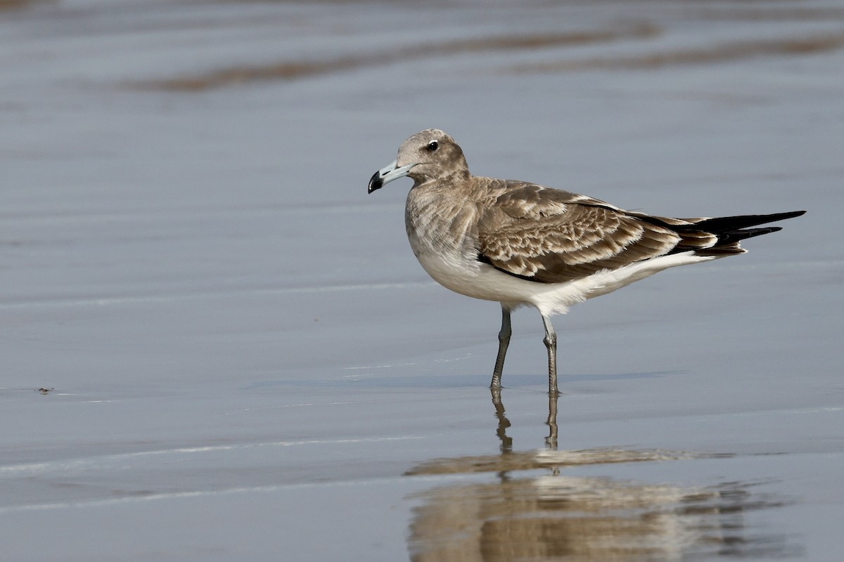 Мартин аденський - ML647822063