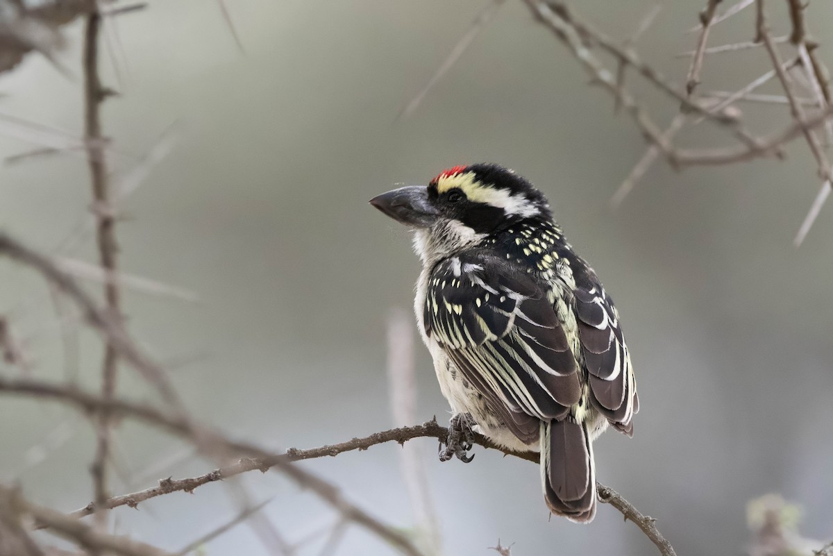 Лібія-зубодзьоб білогорла - ML647822064