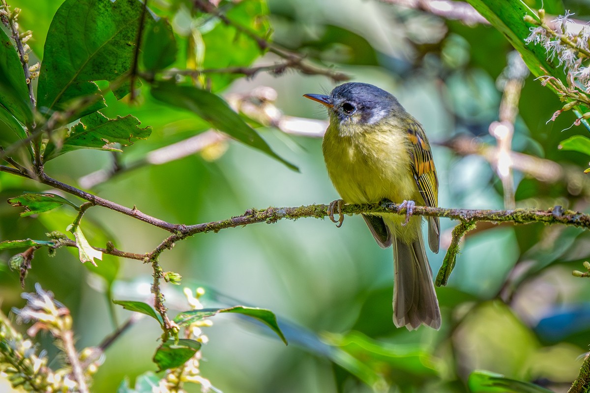 Ореджеріто жовтодзьобий - ML647822065