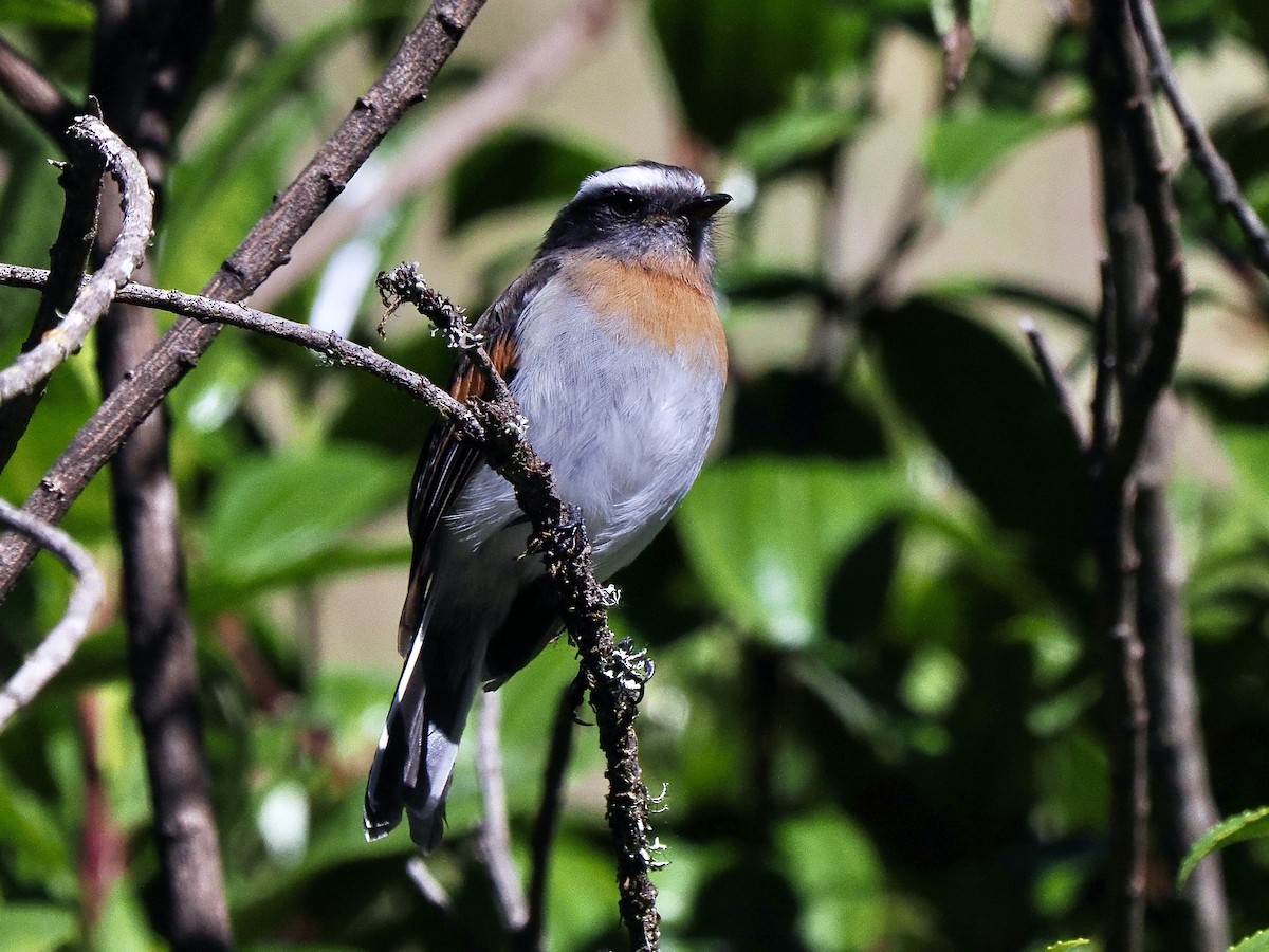Пітайо рудоволий - ML647822066