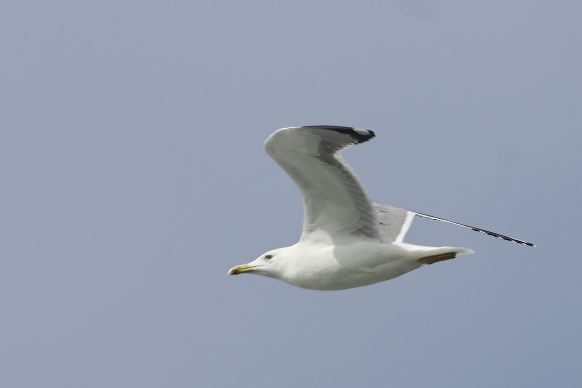 Мартин жовтоногий - ML647822067