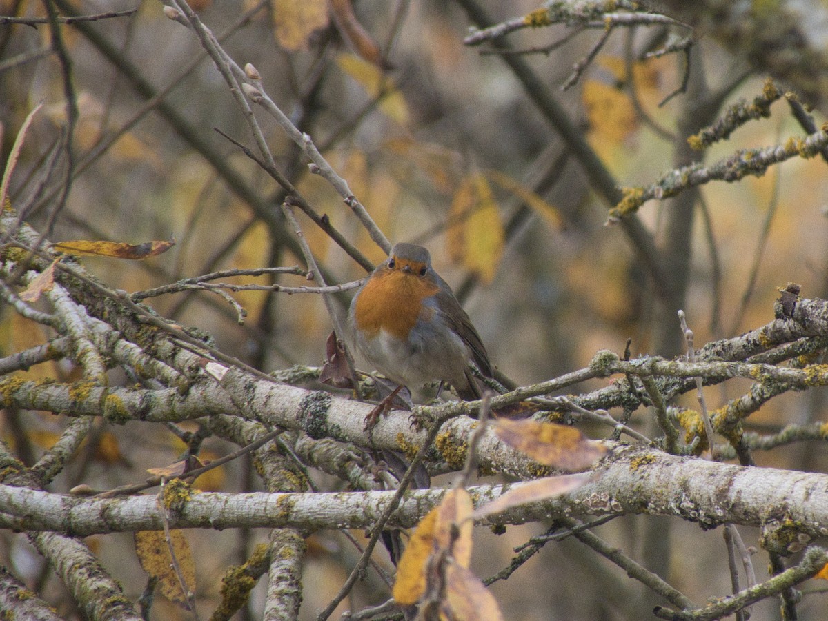 Вільшанка - ML647822068