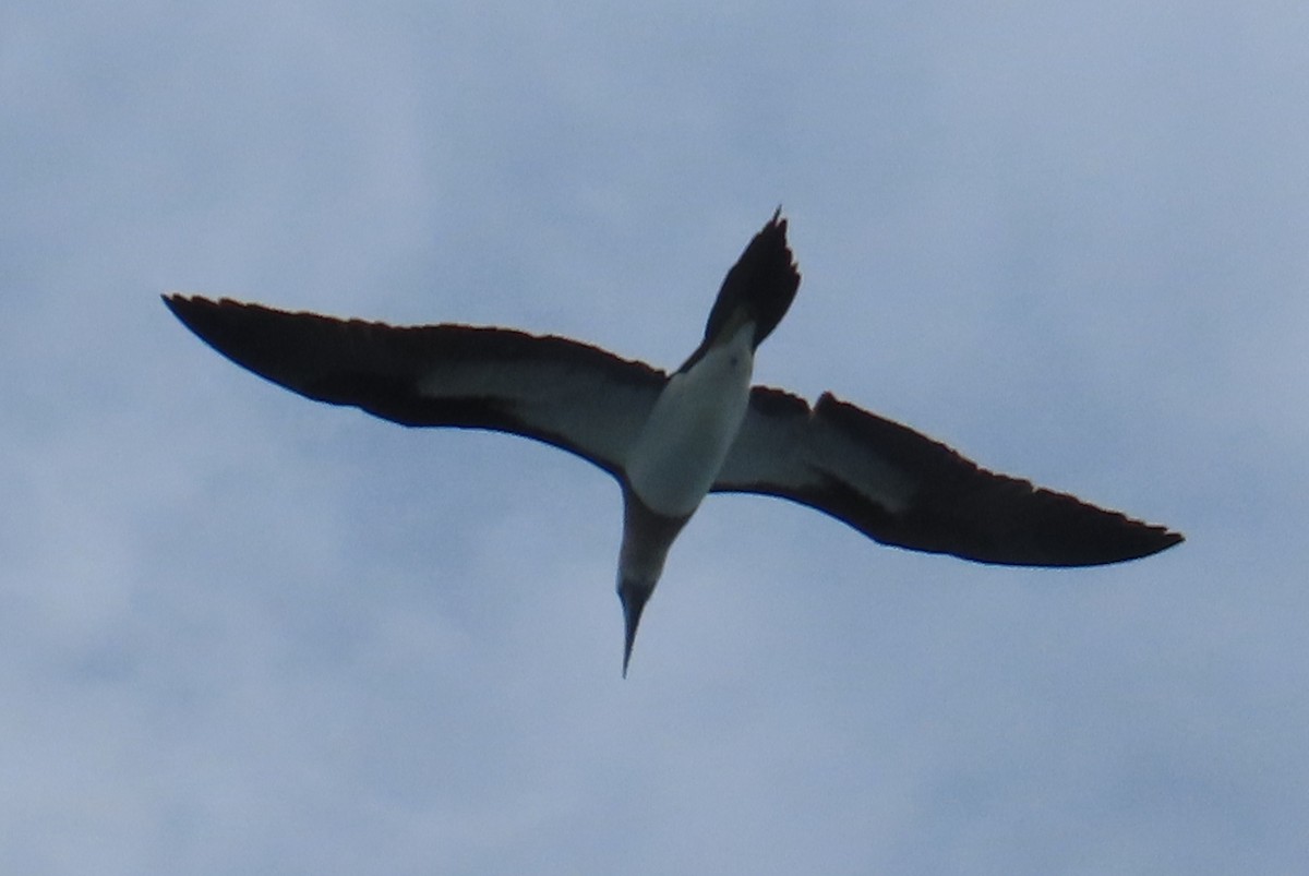 Сула кокосова - ML647822069