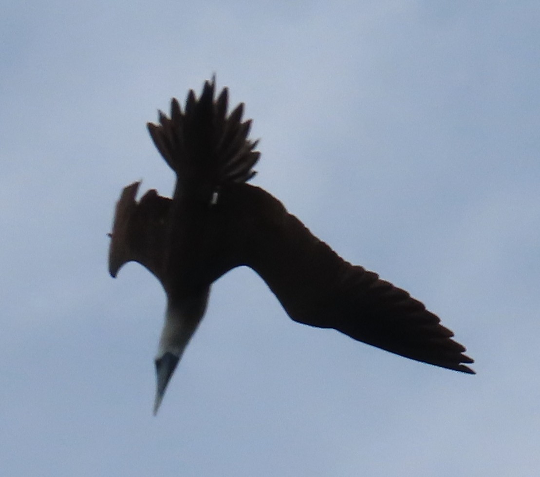 Сула кокосова - ML647822070