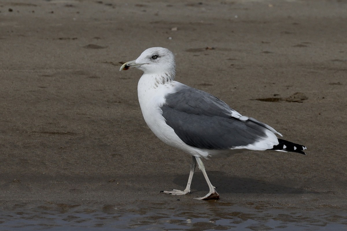 Мартин чорнокрилий - ML647822072