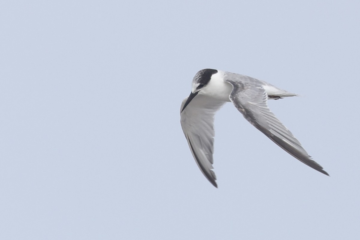 Крячок малий - ML647822074