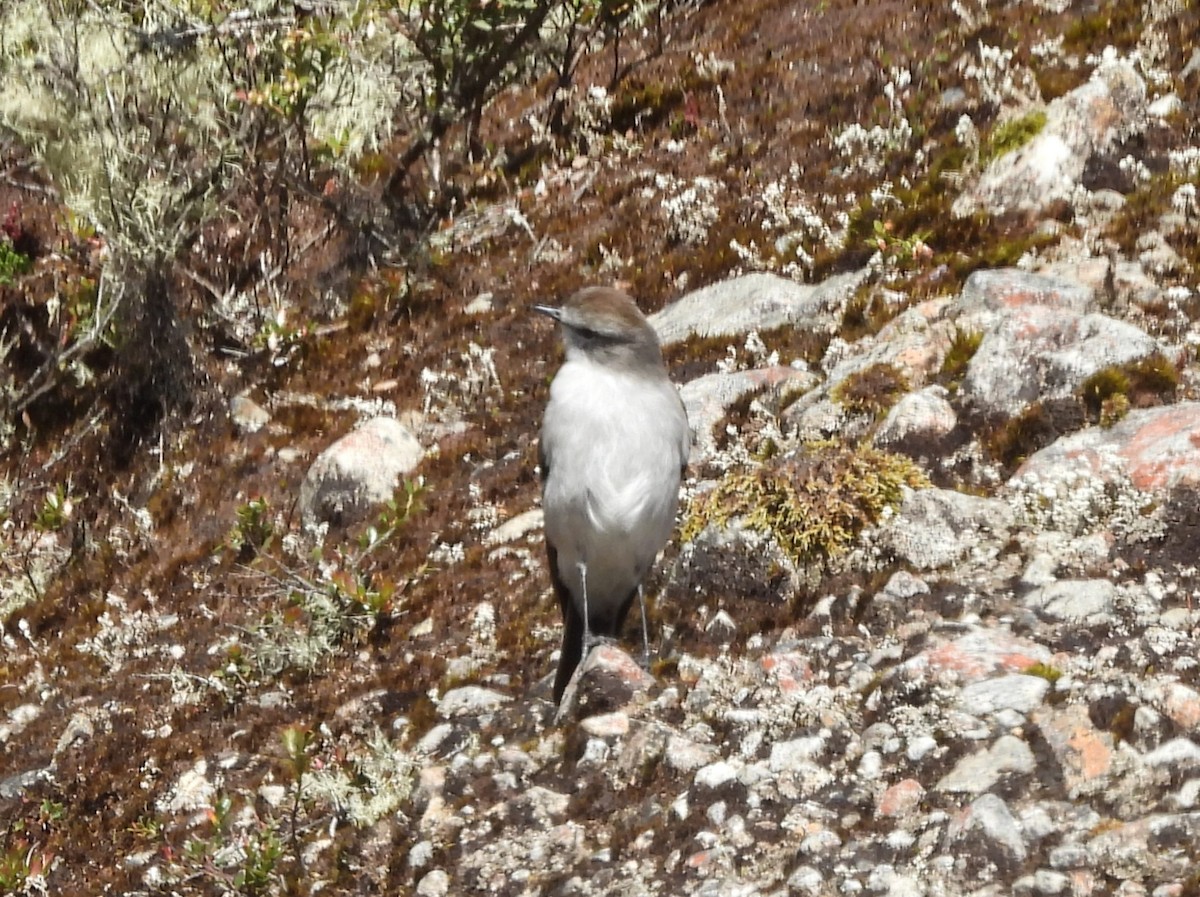 Дормілон скельний - ML647822079