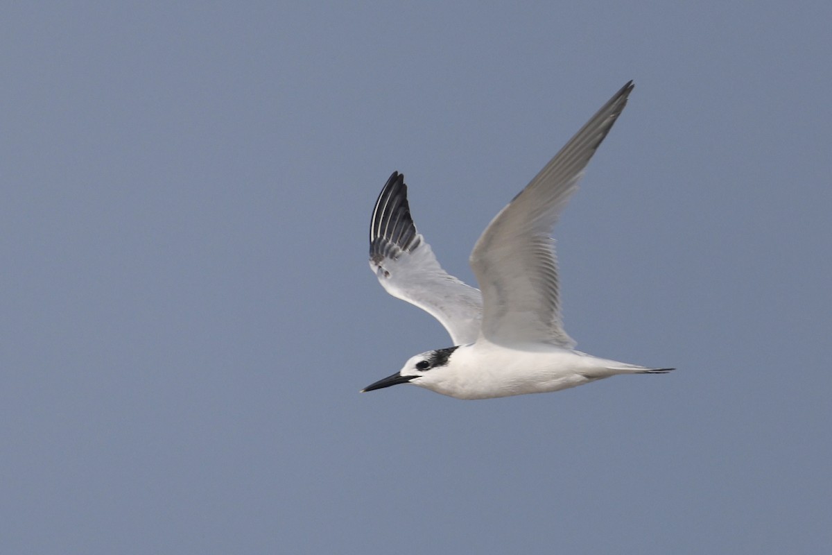 Крячок рябодзьобий - ML647822083