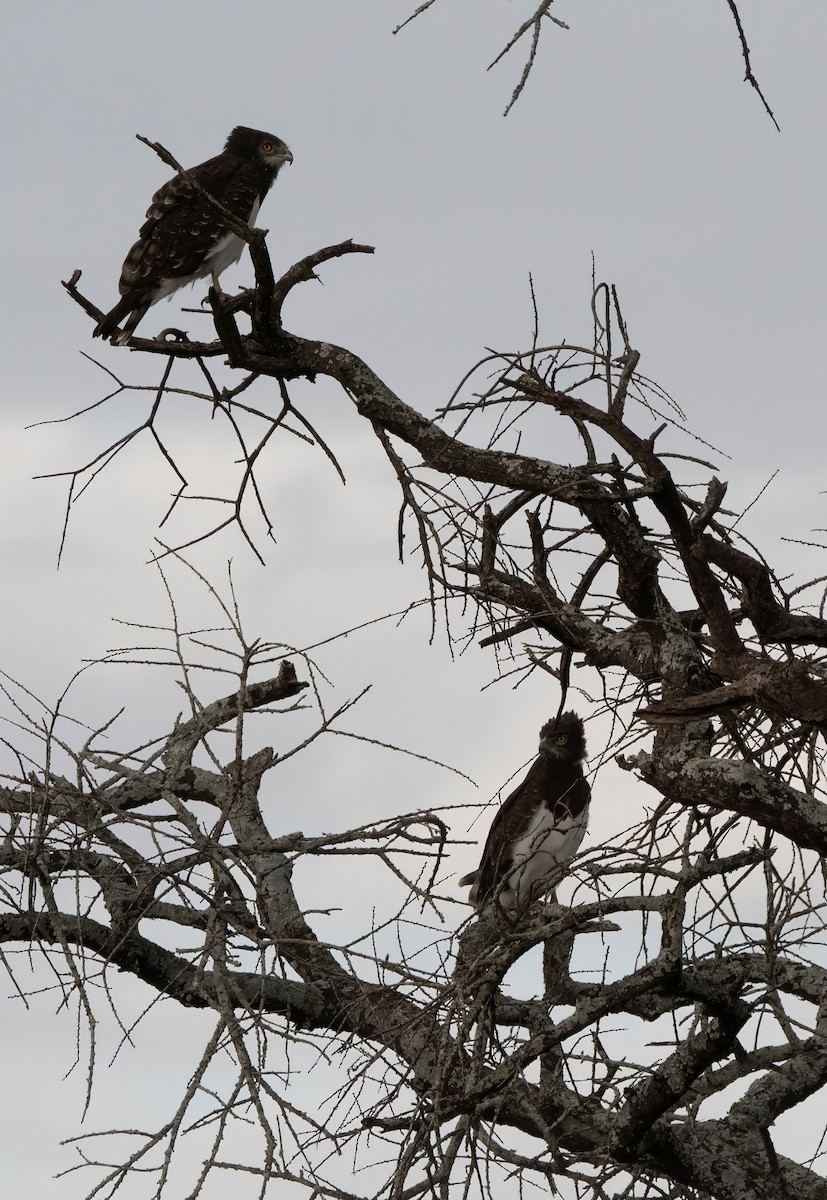 Змієїд чорноволий - ML647822087