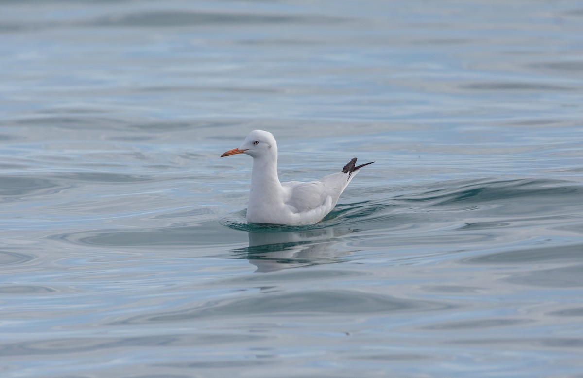 Морской голубок - ML647822111