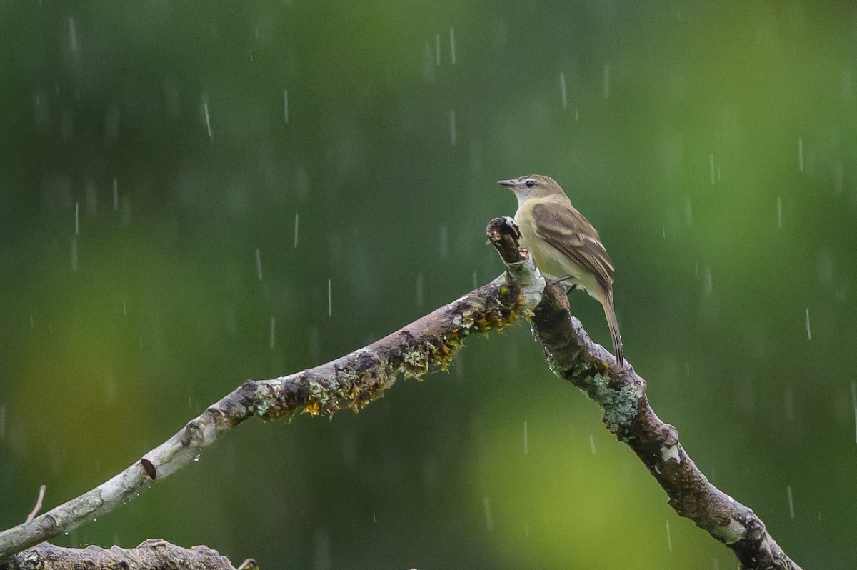 Fare Rengi Tiranulet - ML647822116