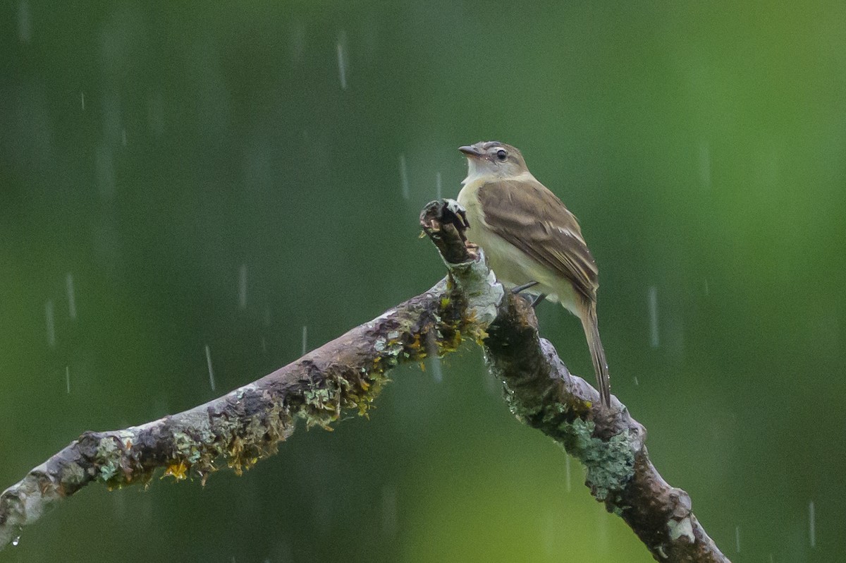 Fare Rengi Tiranulet - ML647822118