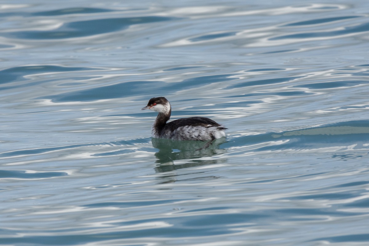 Kulaklı Batağan - ML647822120