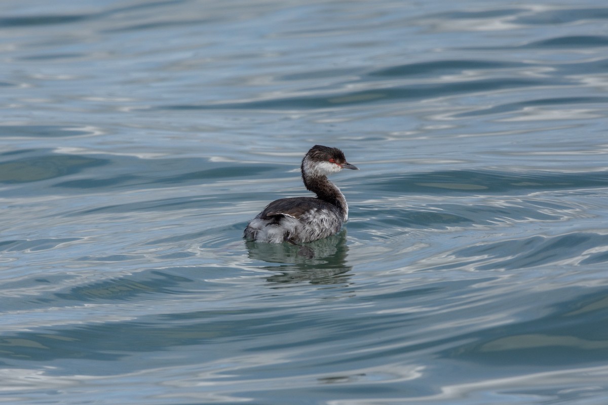 Kulaklı Batağan - ML647822121