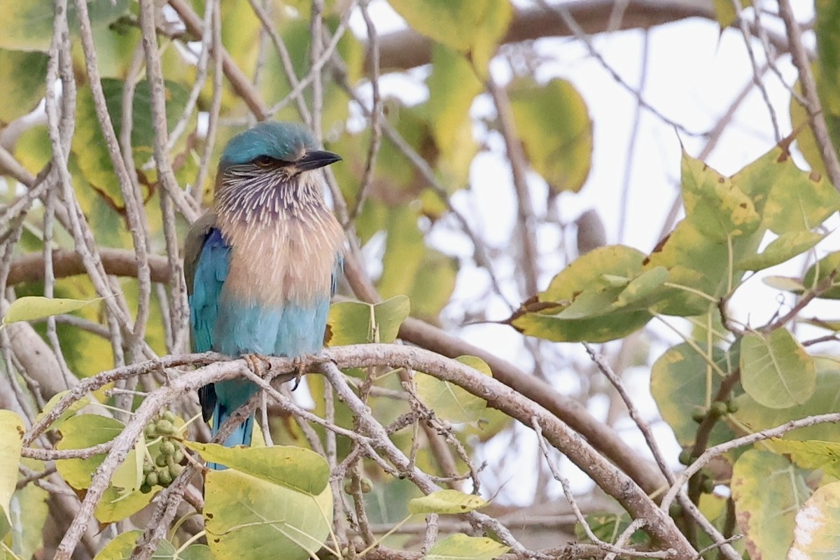 Hint Gökkuzgunu - ML647822122