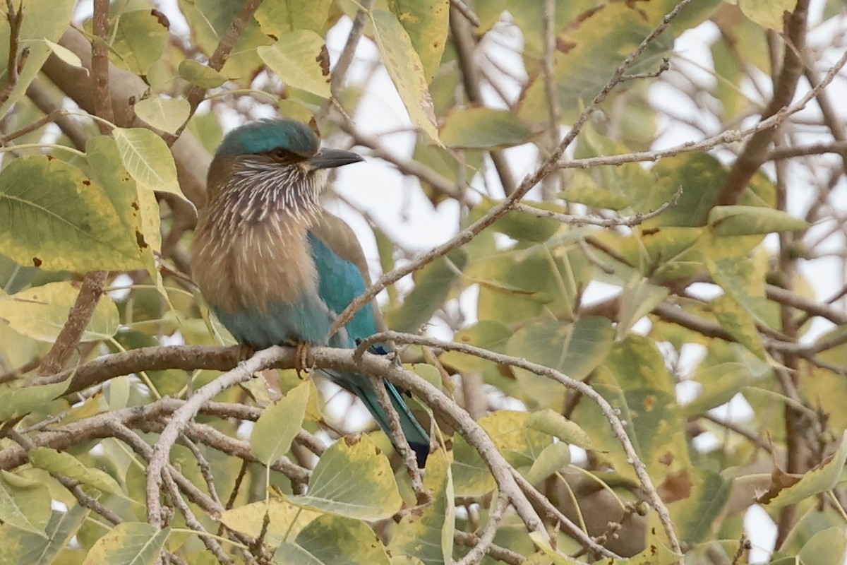 Hint Gökkuzgunu - ML647822123