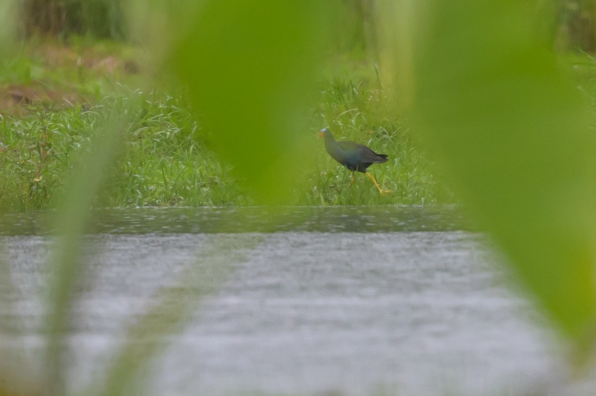 Sarı Bacaklı Sazhorozu - ML647822124