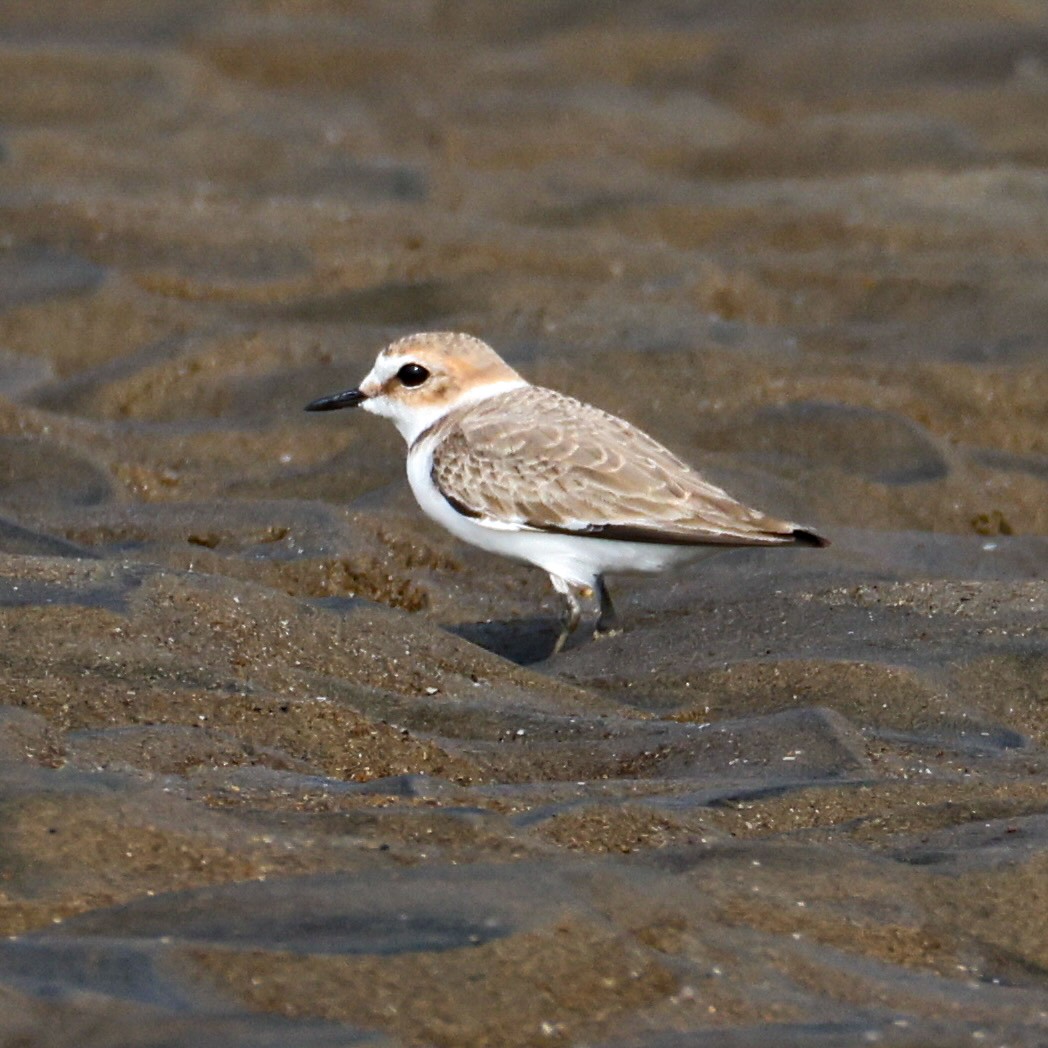 Akça Cılıbıt - ML647822125