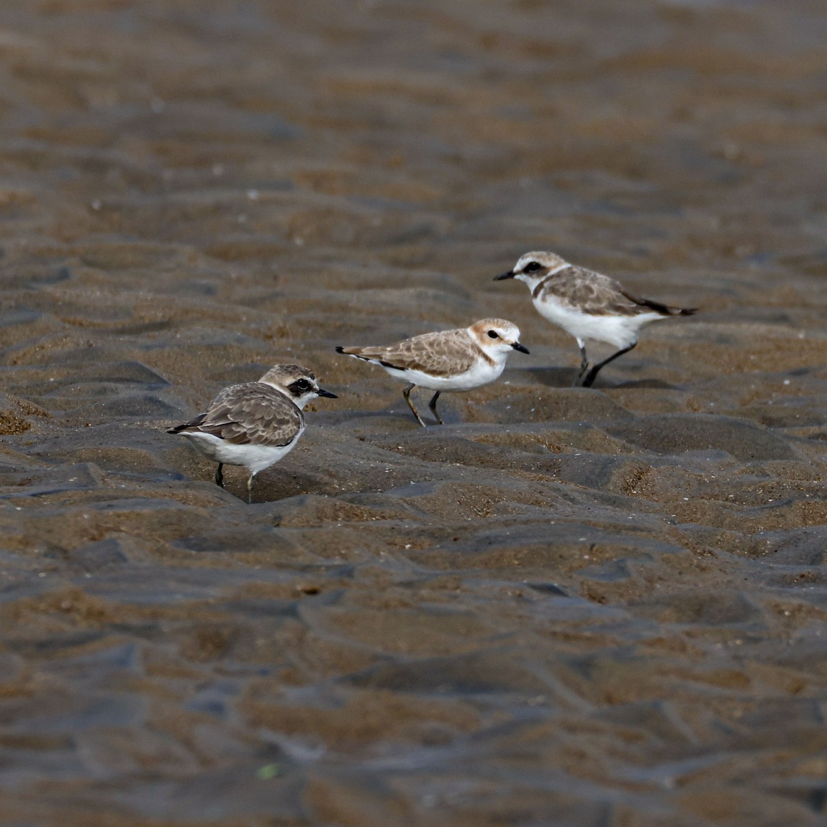 Akça Cılıbıt - ML647822126